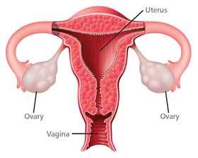 Ovaries