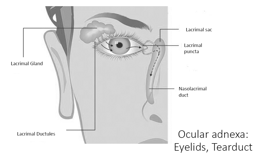 Ocular Adnexal Tumours