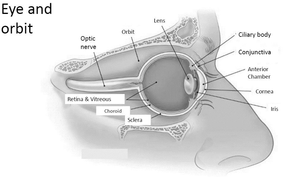 Eye and orbit