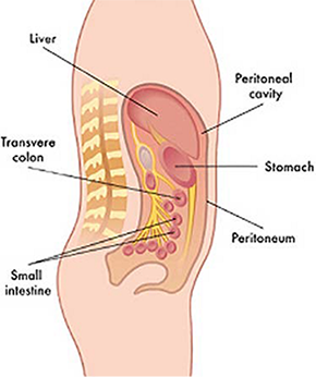 Peritoneal cavity