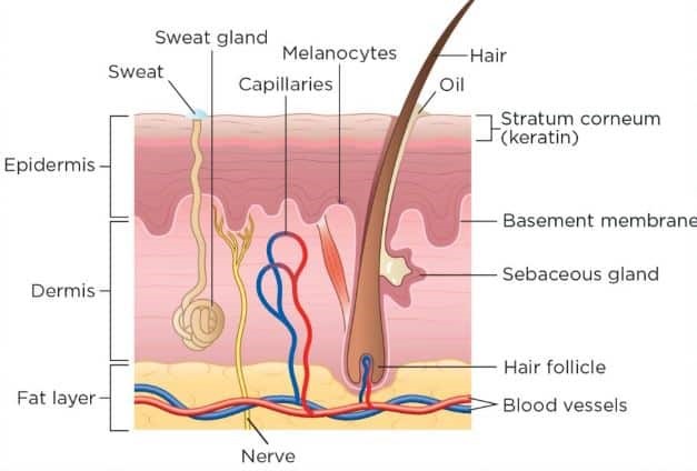 Skin structural layers